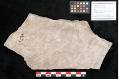 Foto (Objekt + Etikett) von Dictyopteris brongniarti Gutb. (NHMW-GEO-2024-0188-10761)